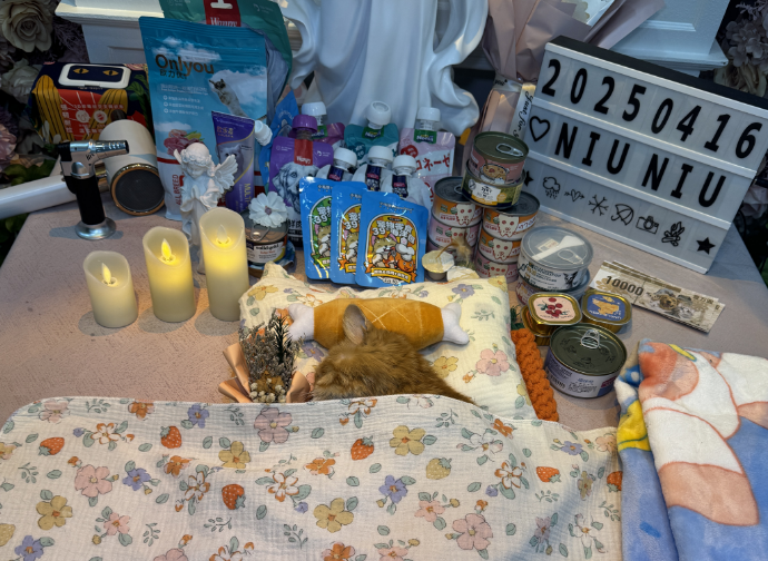 铁西区沈阳宠物殡葬哪家好