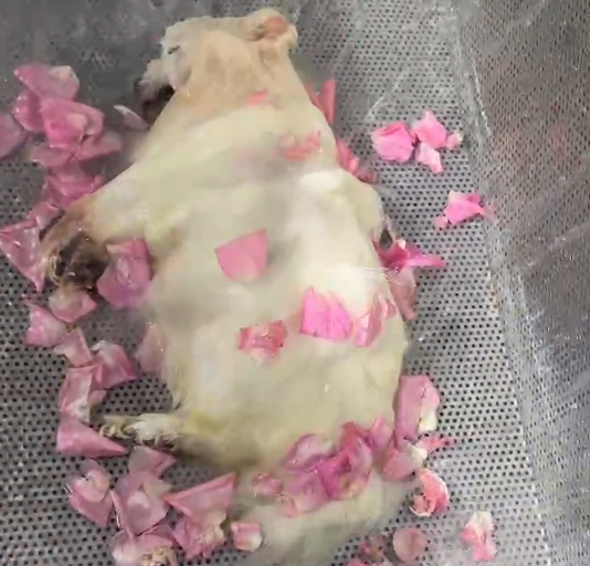 铁西区沈阳宠物水化哪里有