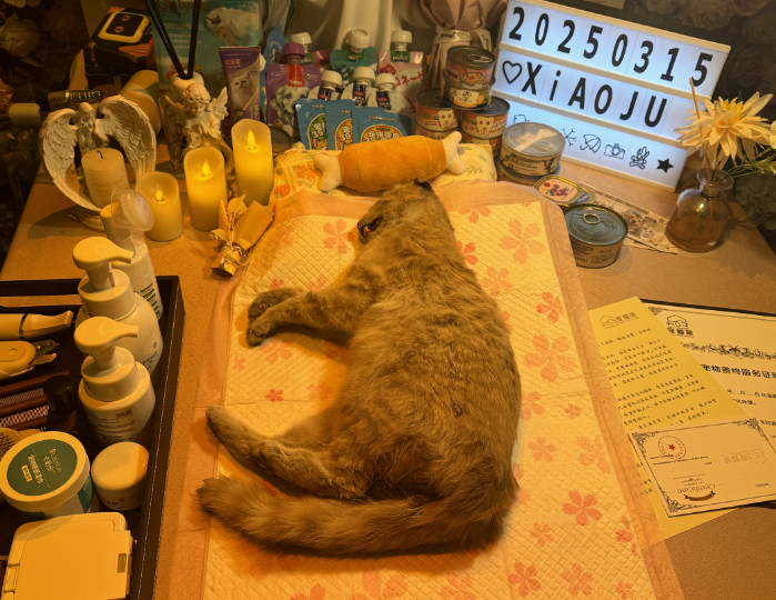 铁西区沈阳宠物善后电话